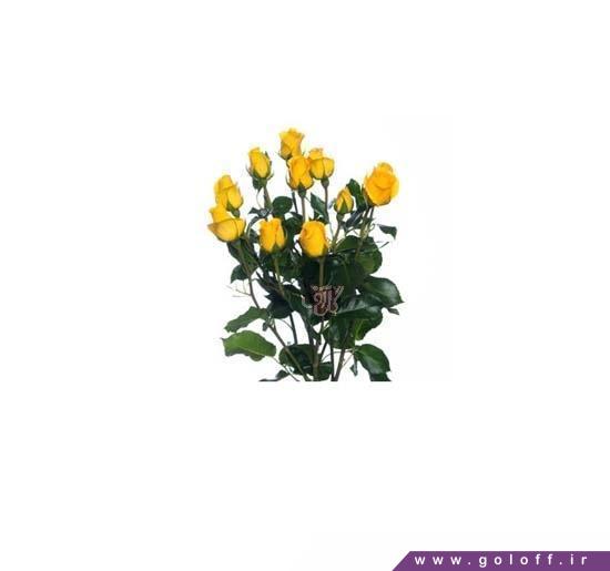 دسته گل رز  - دسته گل رز مینیاتوری پالمدور - Roses | گل آف